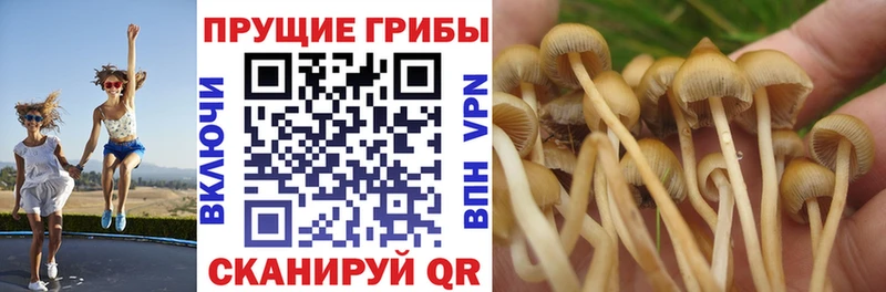 где продают наркотики  Азов  Псилоцибиновые грибы Psilocybine cubensis 